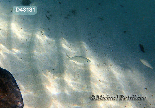 Mottled Mojarra (Ulaema lefroyi)